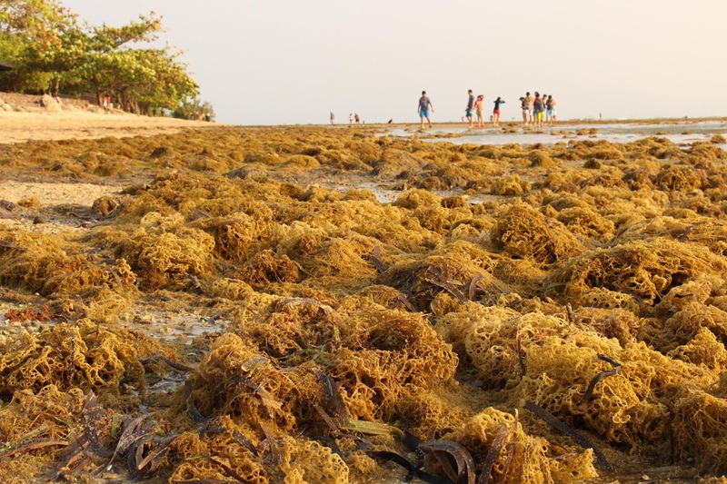 Rumput laut jadi material bangunan masa depan