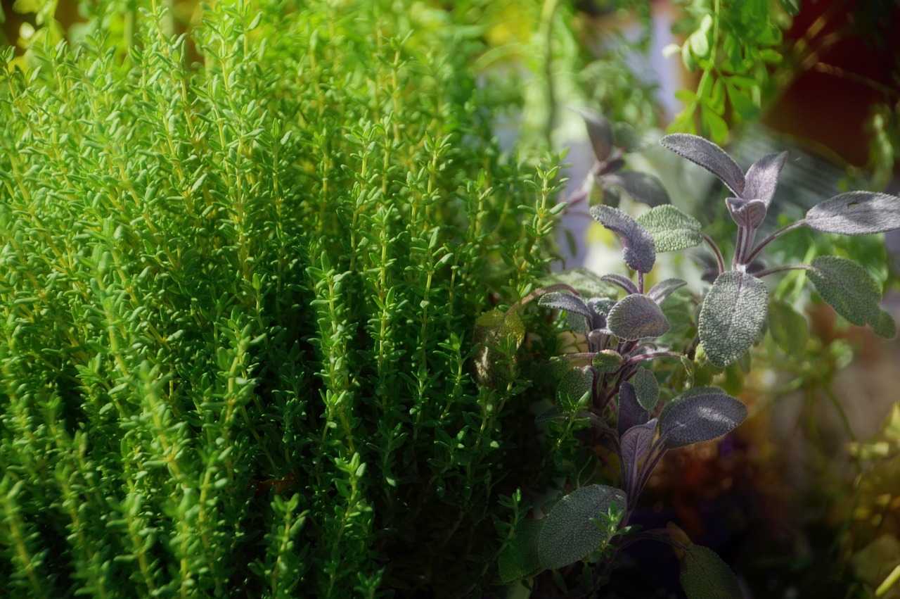 Sensor deteksi flu rasa thyme ini bisa dimakan
