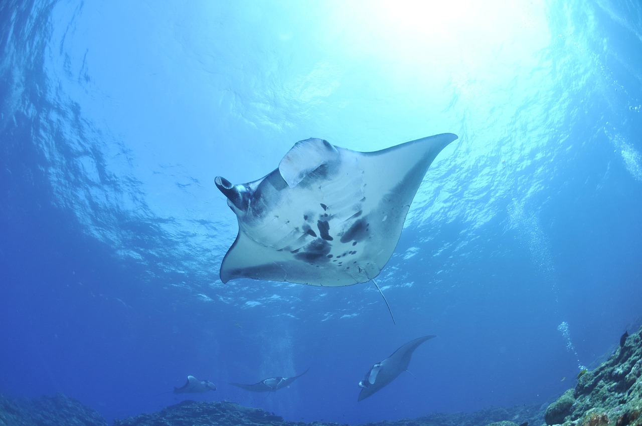 Pari manta selam 1.250 meter untuk navigasi mirip Google Maps