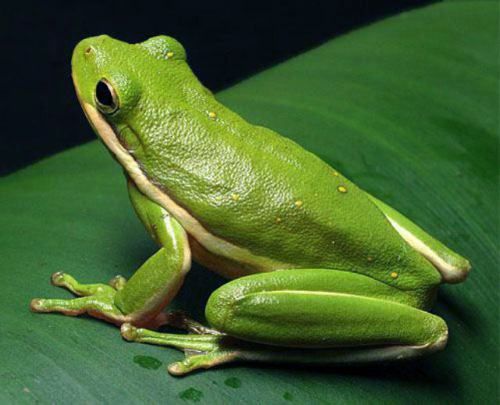 Bakteri katak jadi obat kanker ampuh sekali suntik